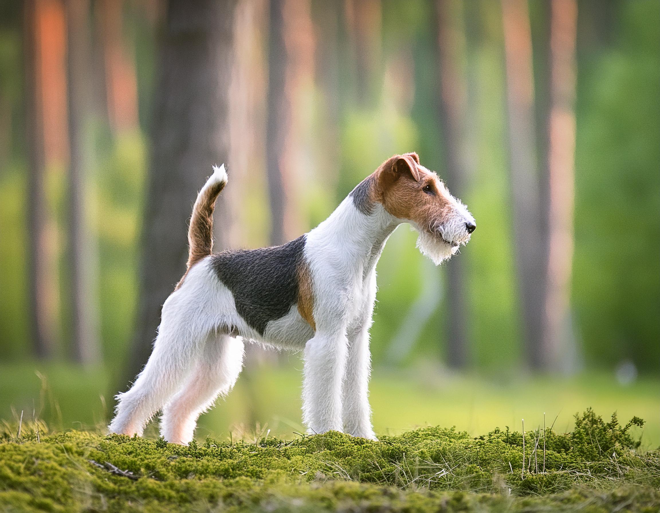 Strävhårig foxterrier