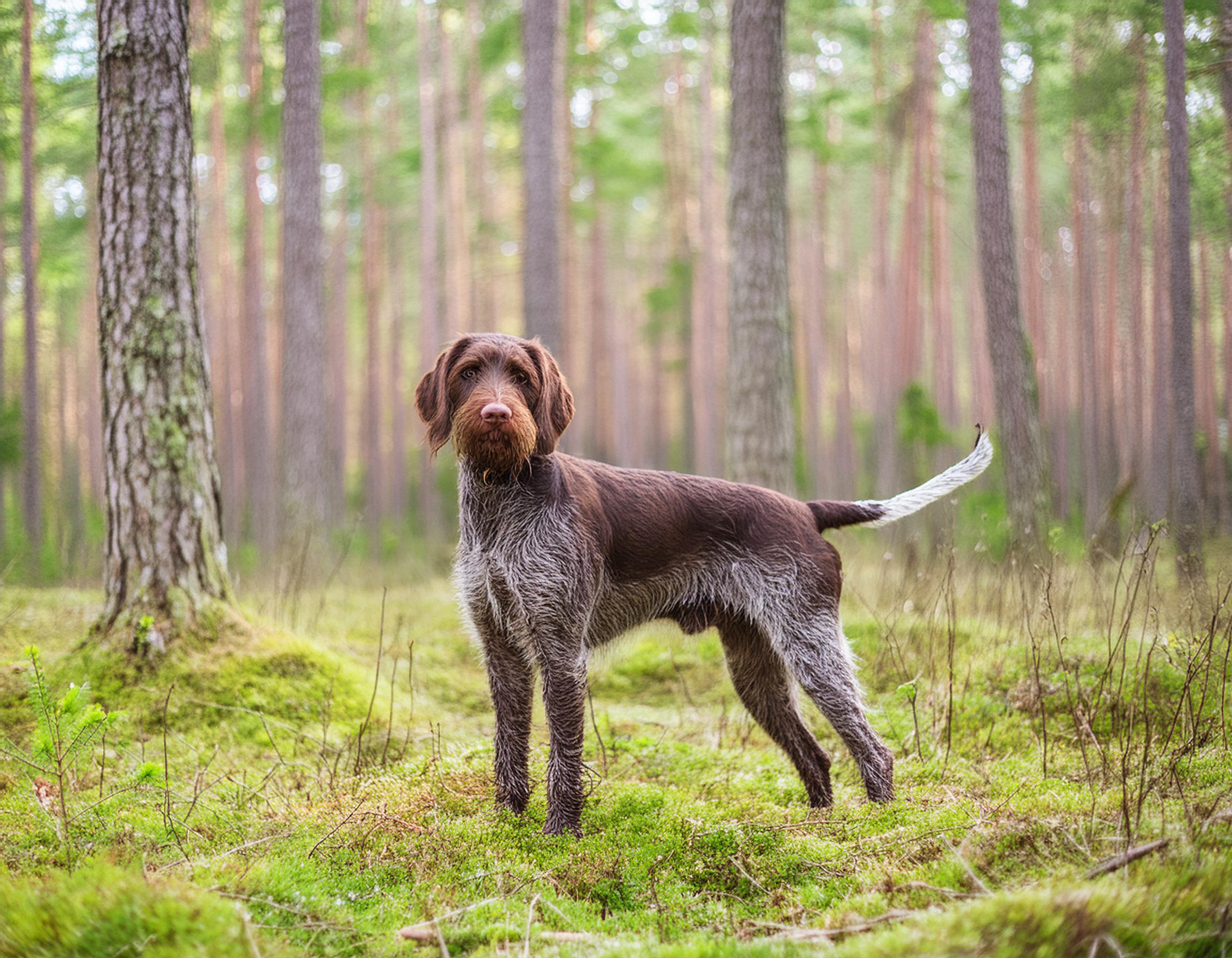 Strävhårig vorsteh