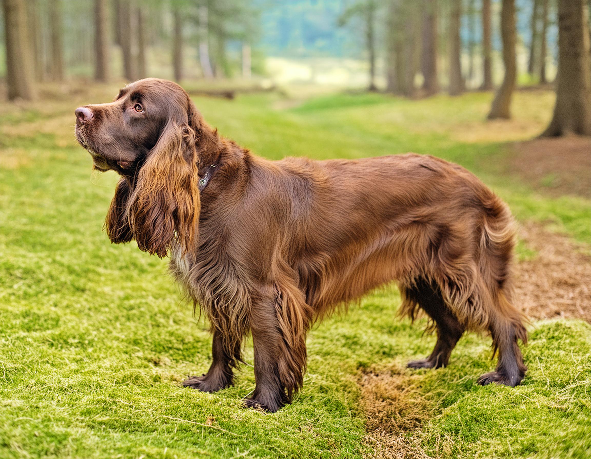 Sussex spaniel