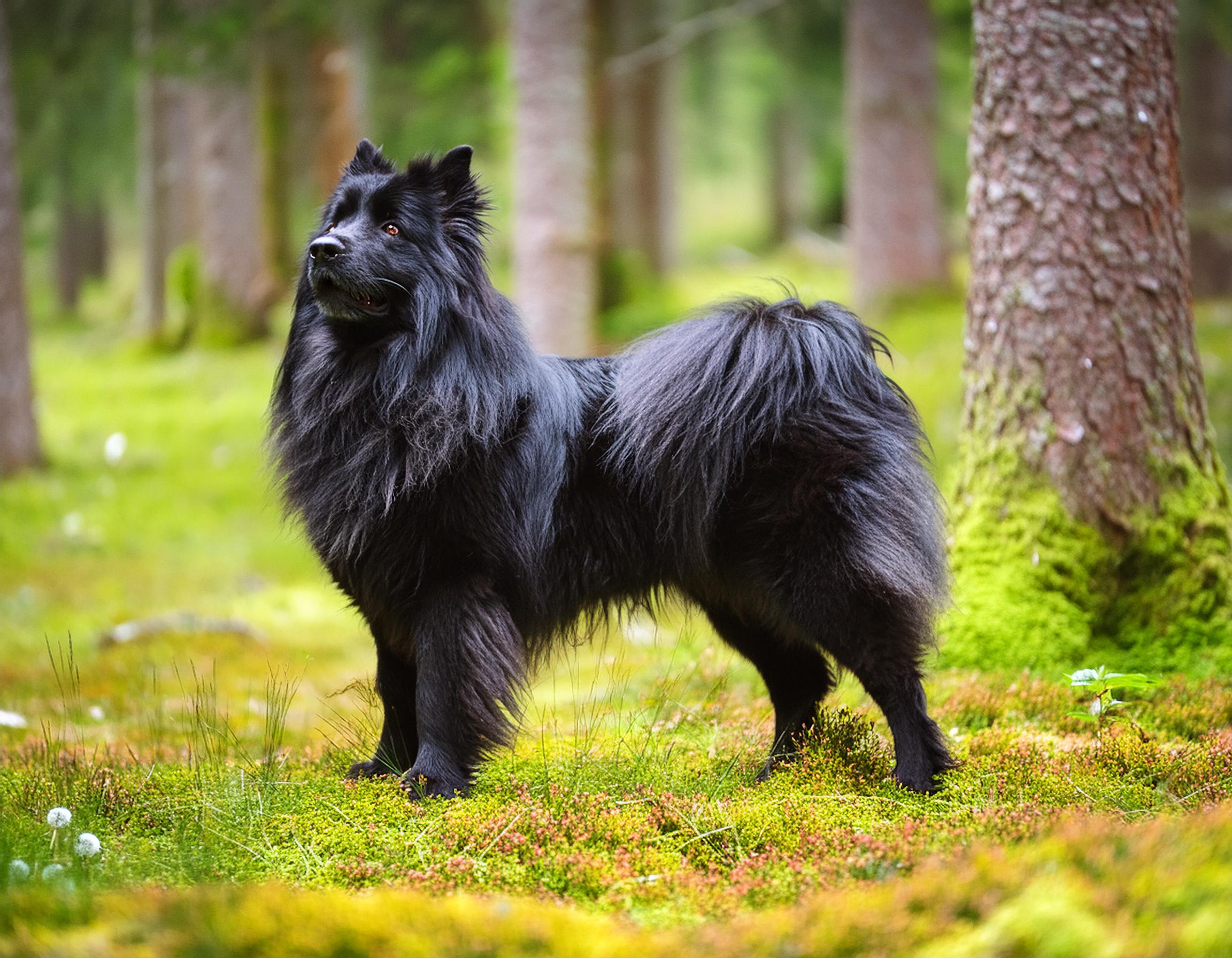 Svensk Lapphund