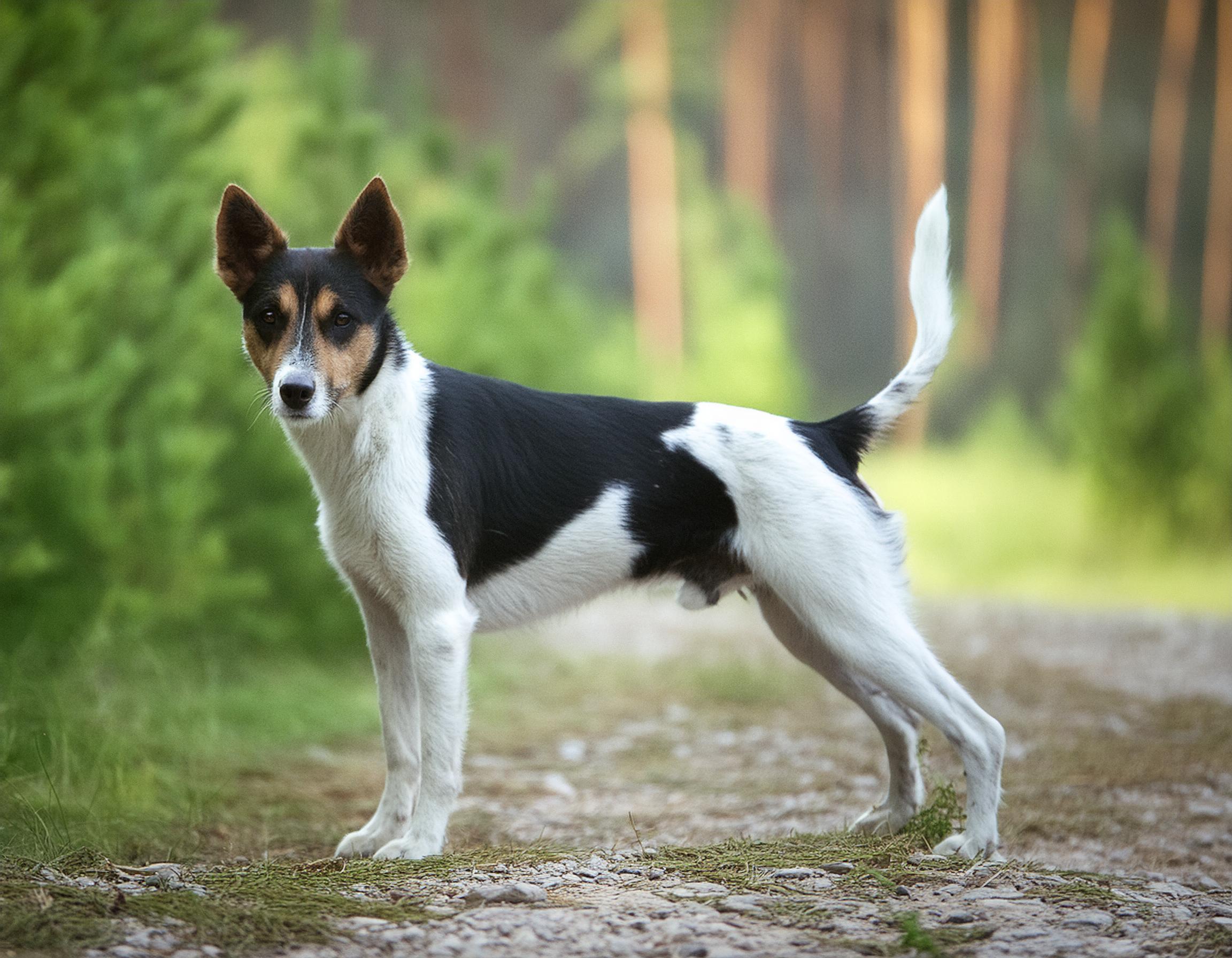 Tenterfield terrier