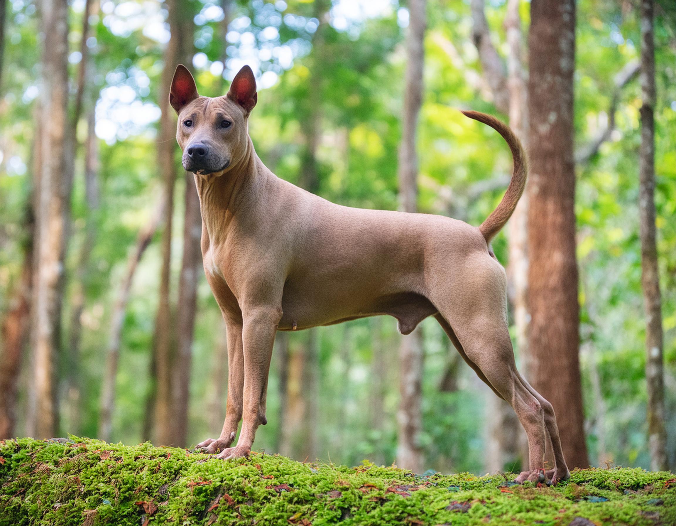 Thai ridgeback dog