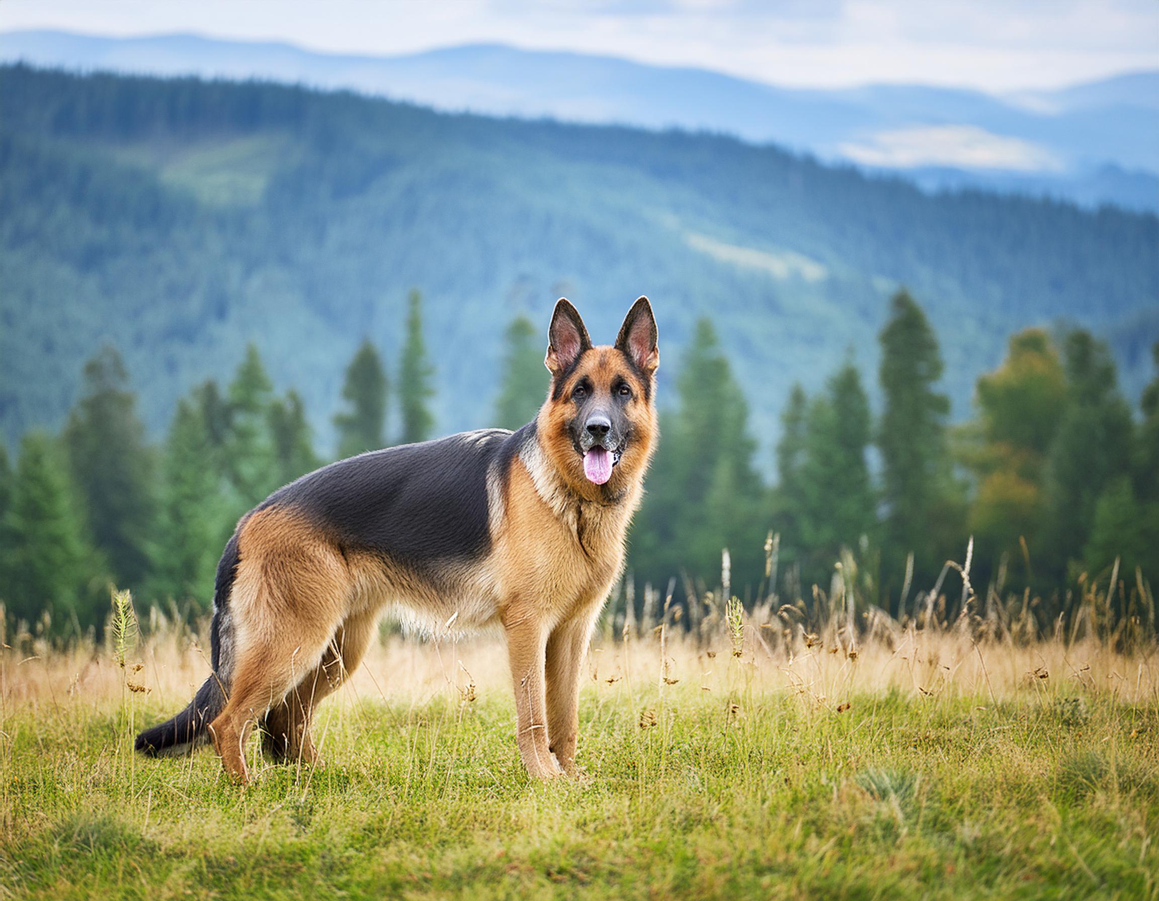Tysk Schäferhund
