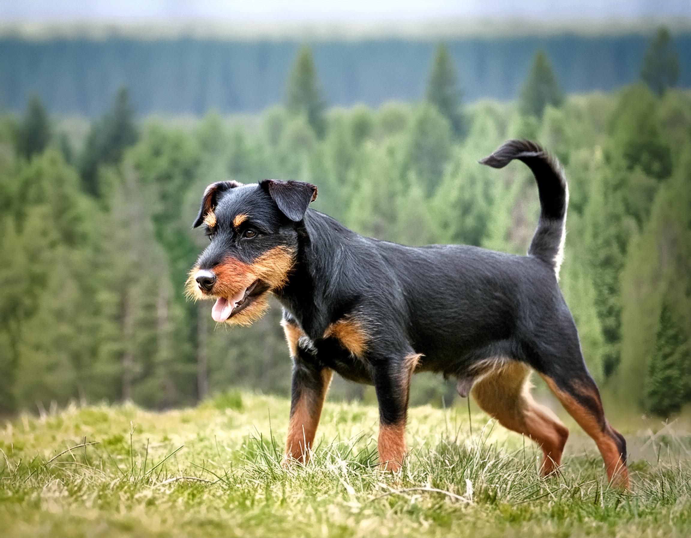 Tysk jaktterrier