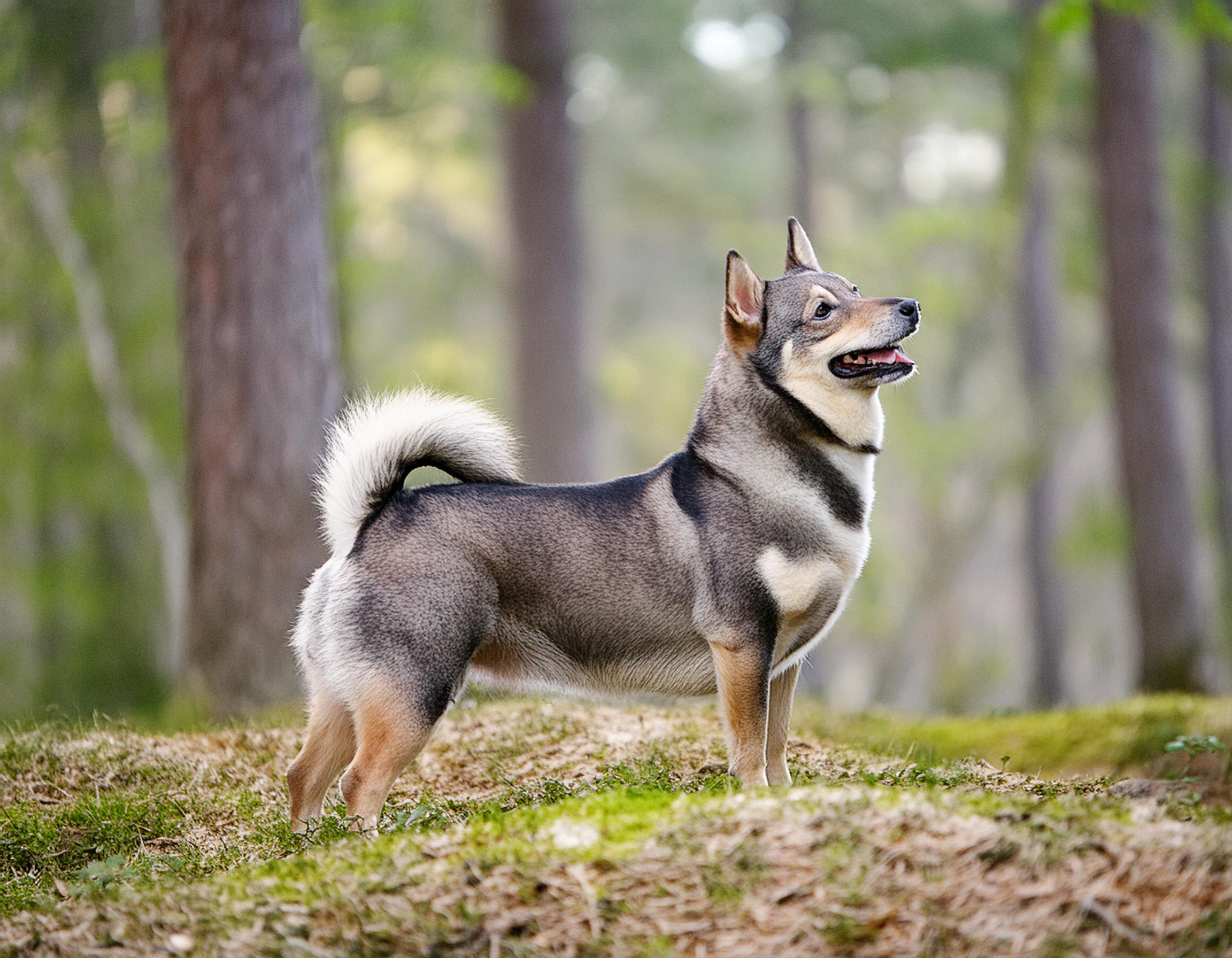Västgötaspets
