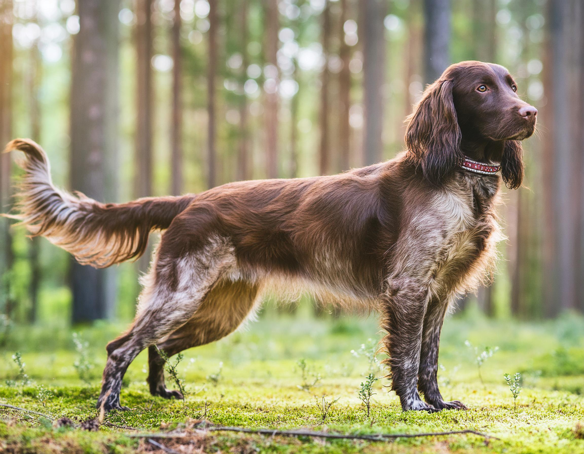 Wachtelhund