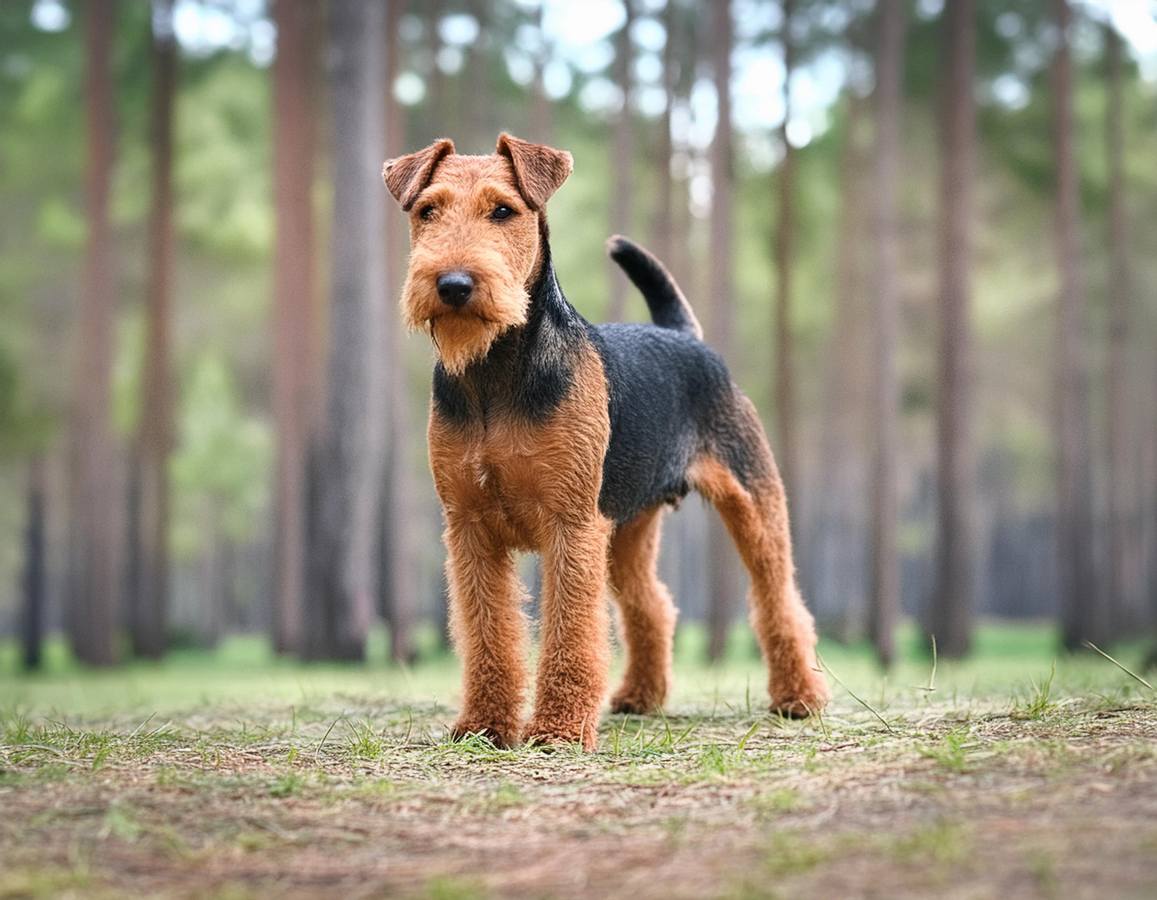Welshterrier