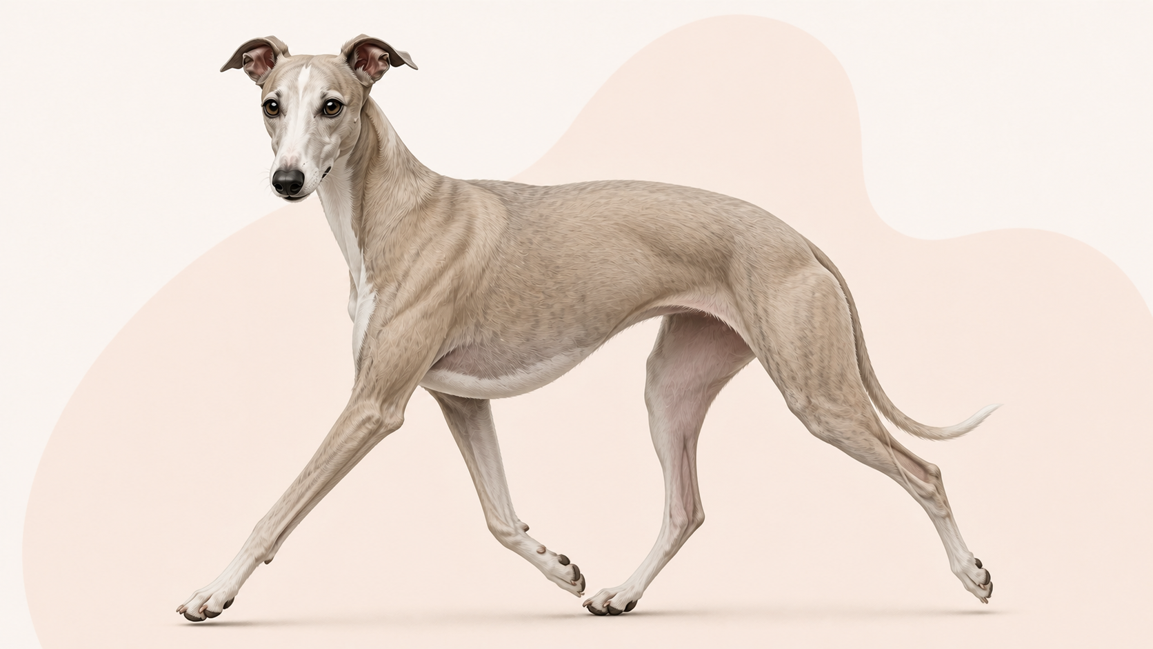 Whippet