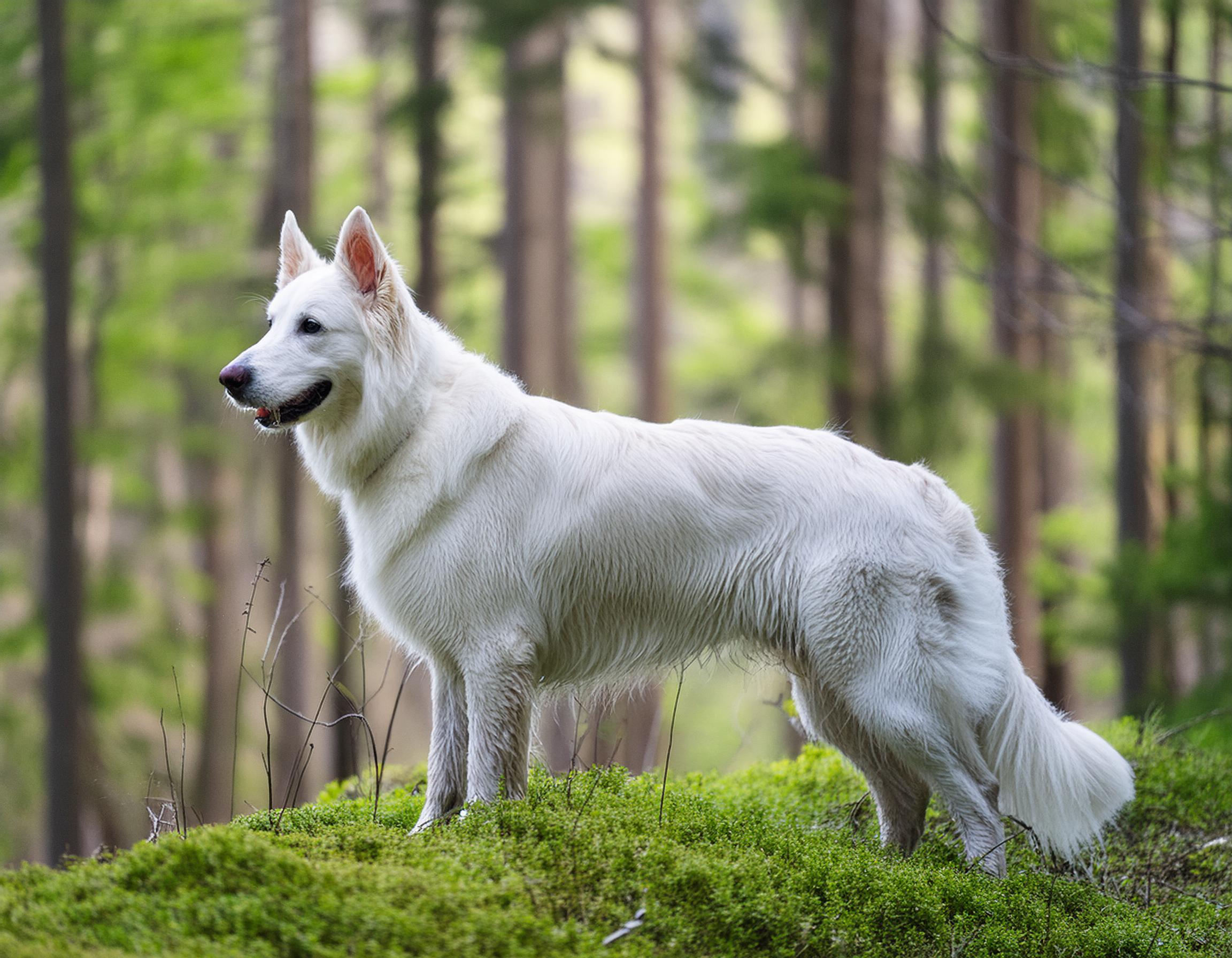 Vit herdehund
