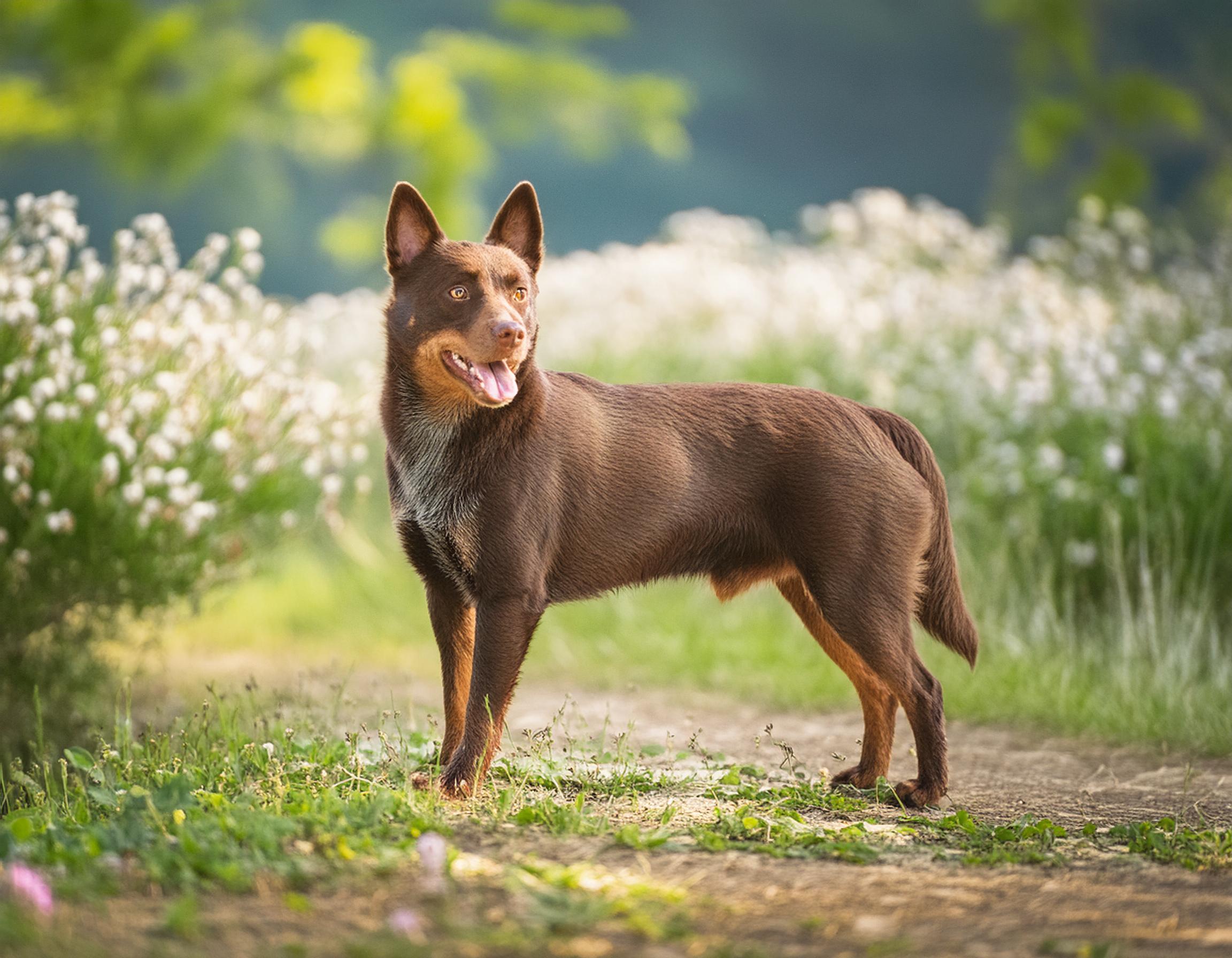 Working kelpie