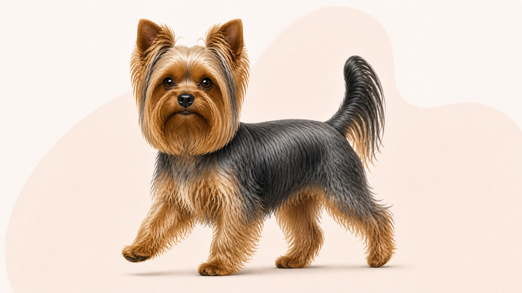 Yorkshireterrier