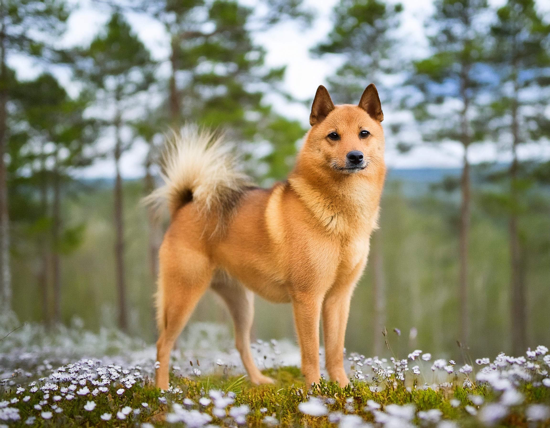 Finsk spets