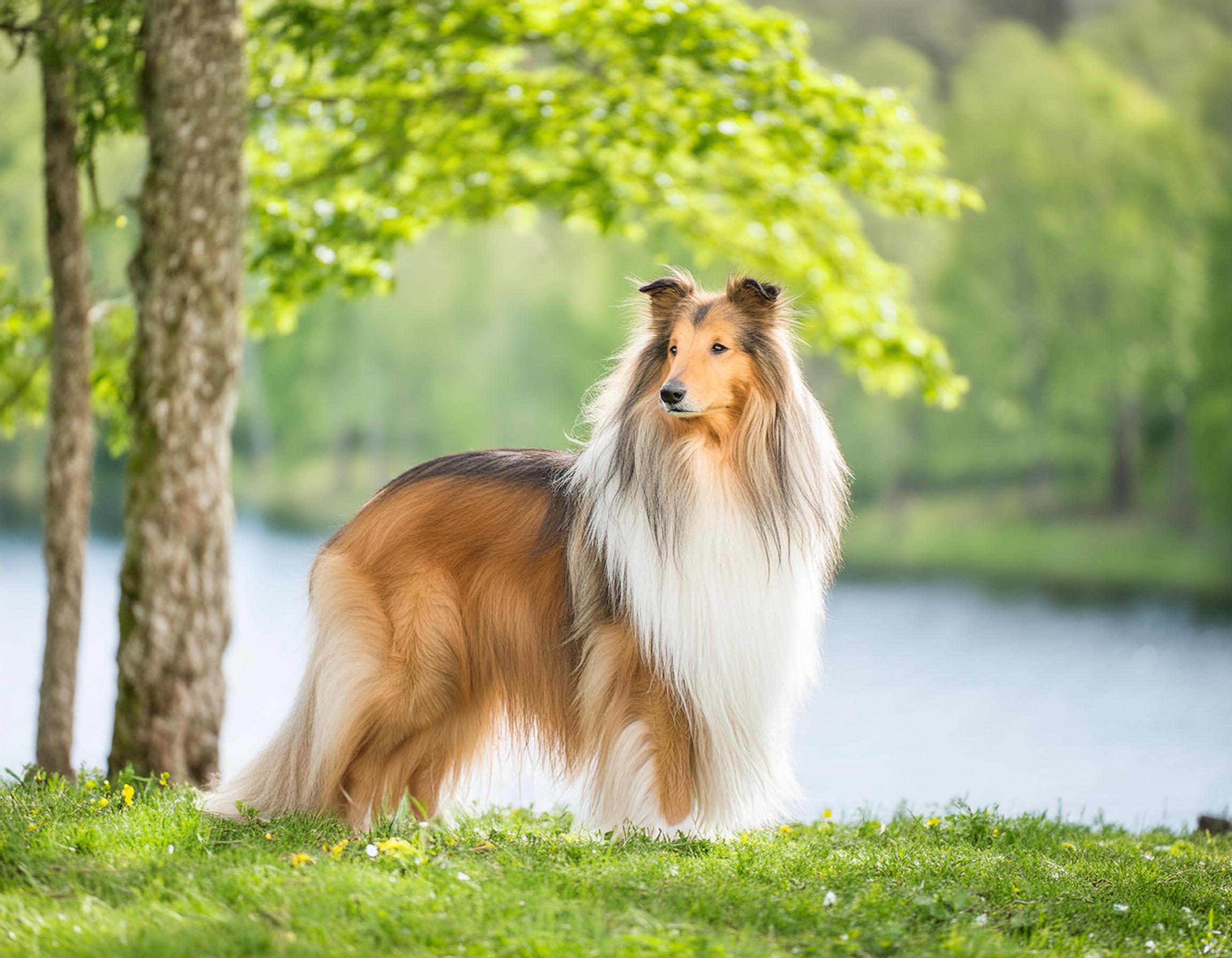 Collie, långhårig