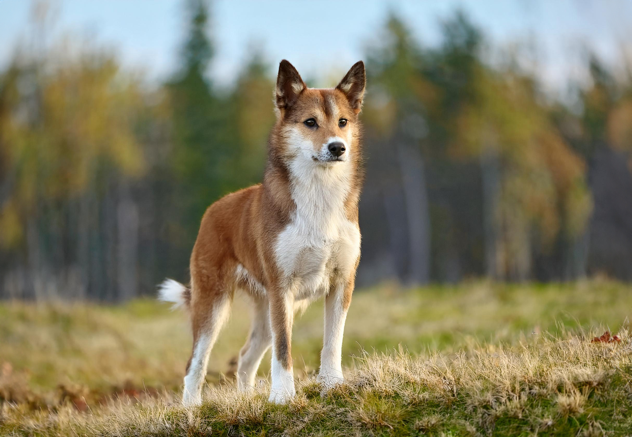 Norsk lundehund