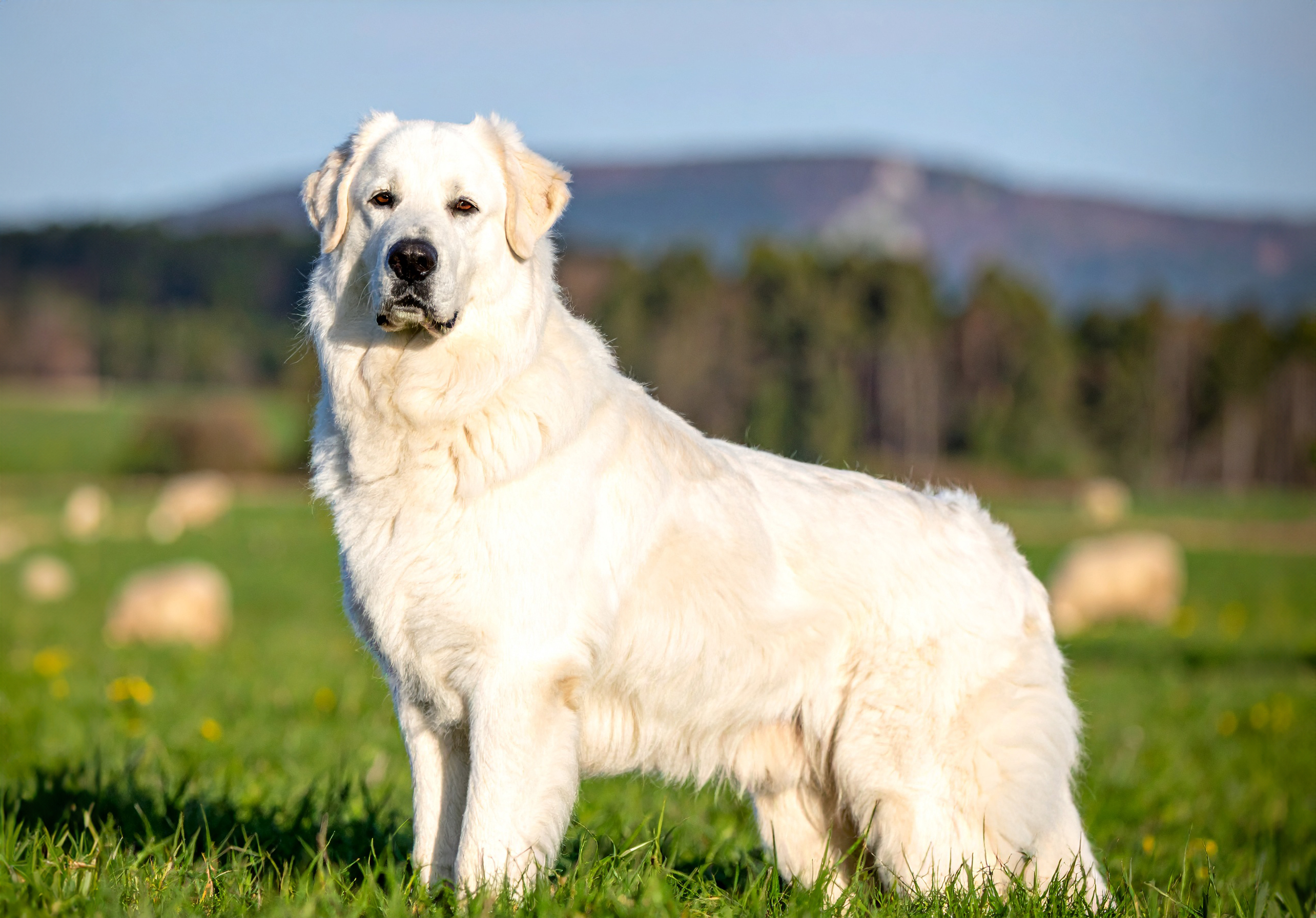 Polski owczarek podhalanski