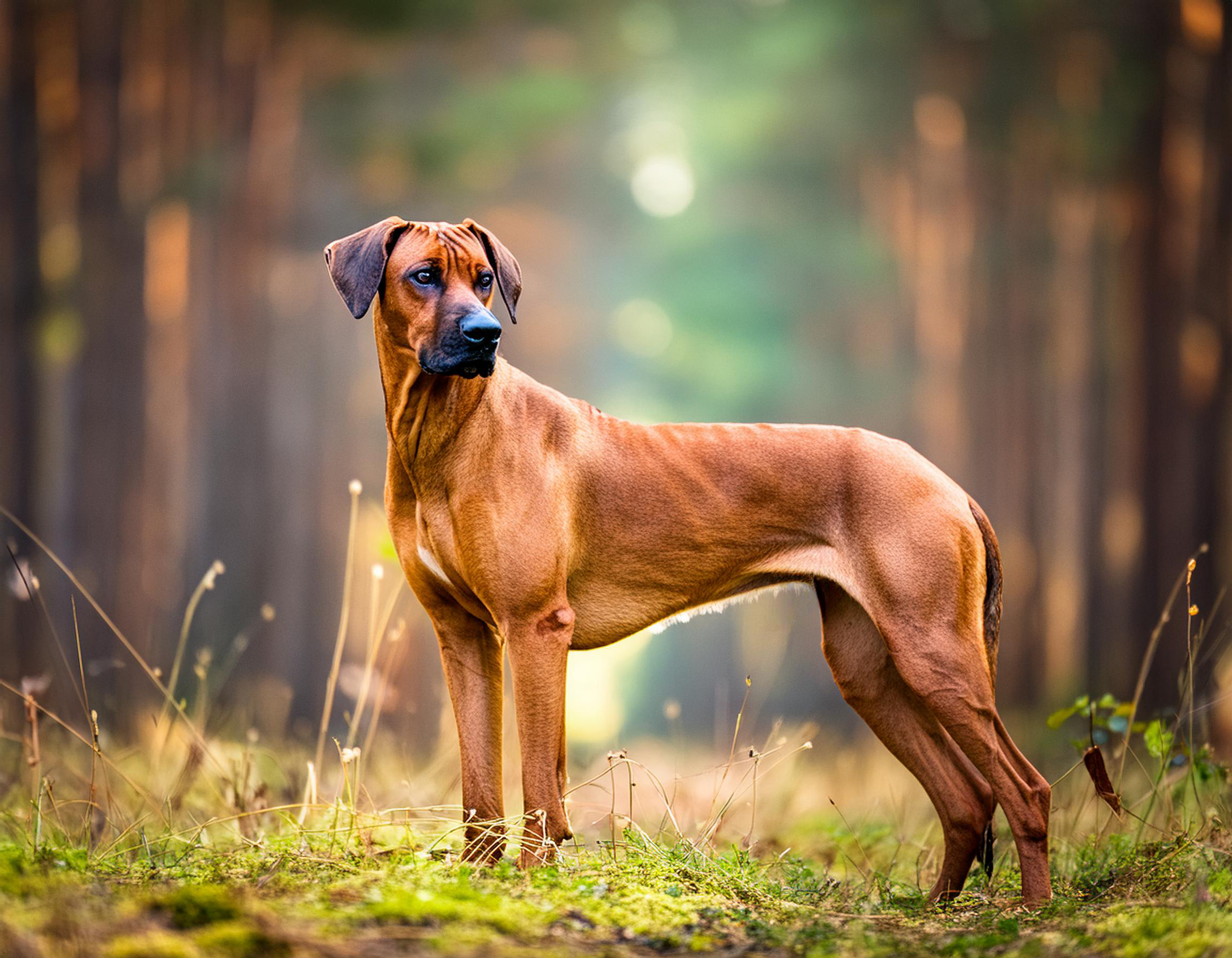 Rhodesian ridgeback