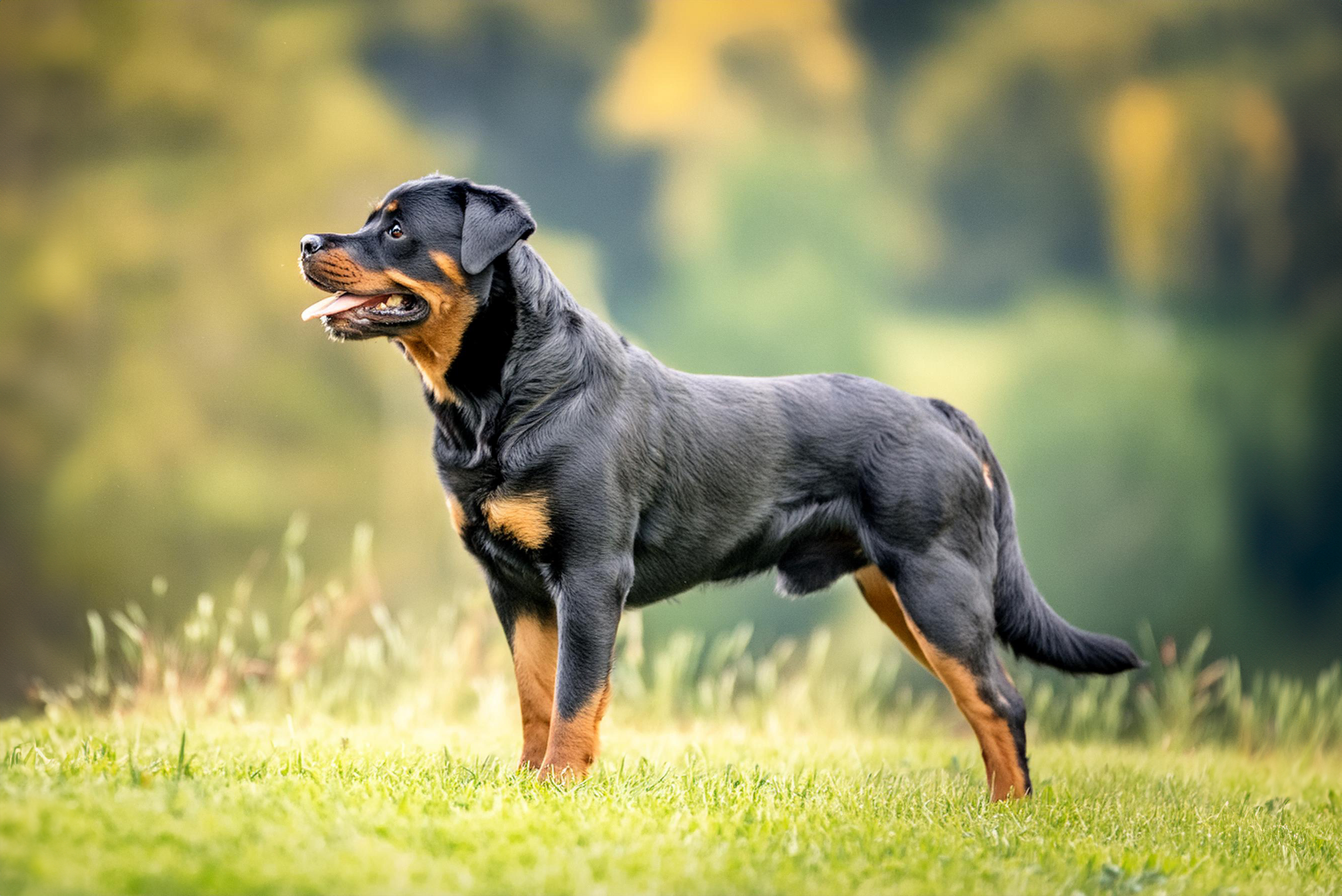 Rottweiler
