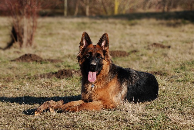 Tysk Schäferhund