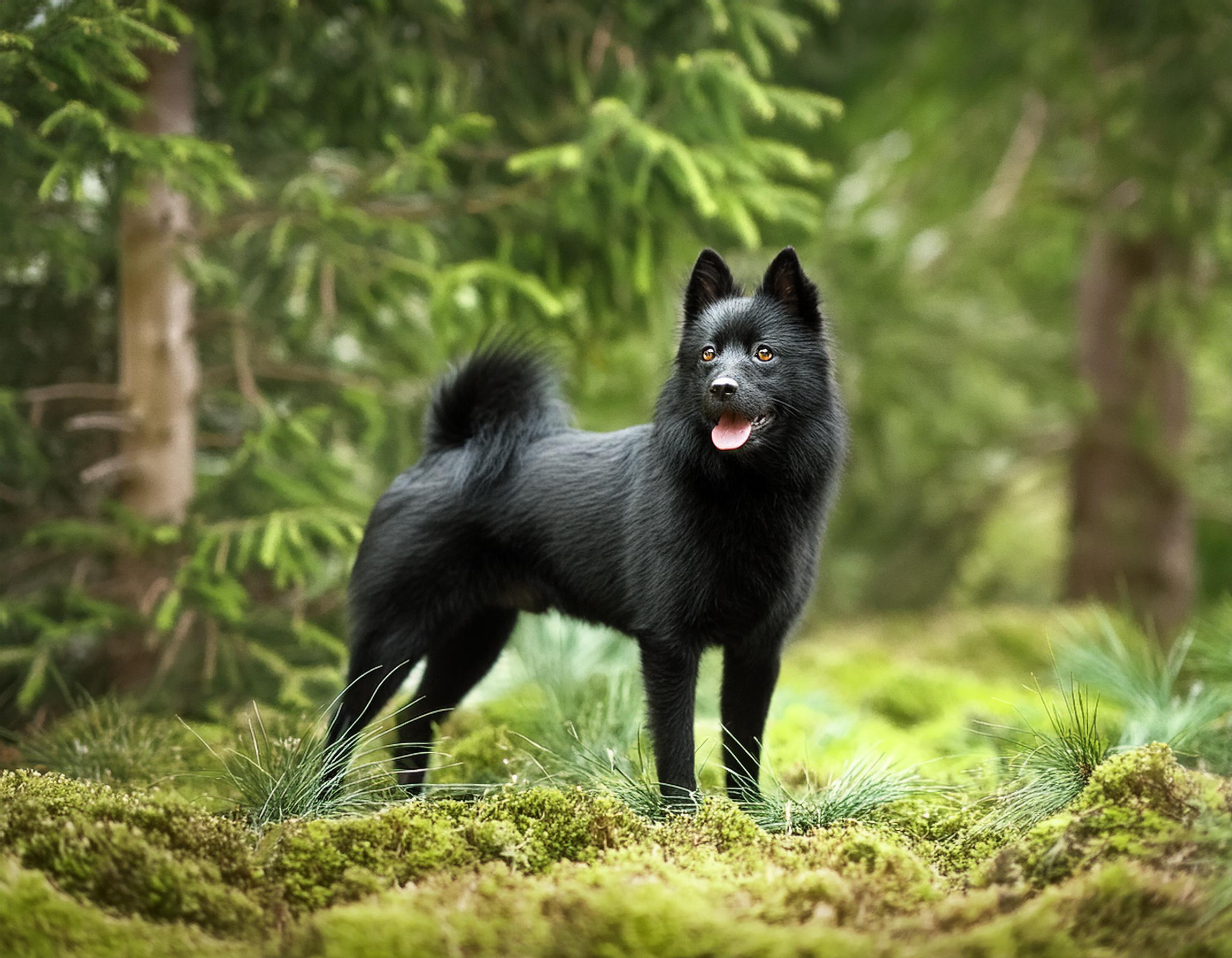 Schipperke