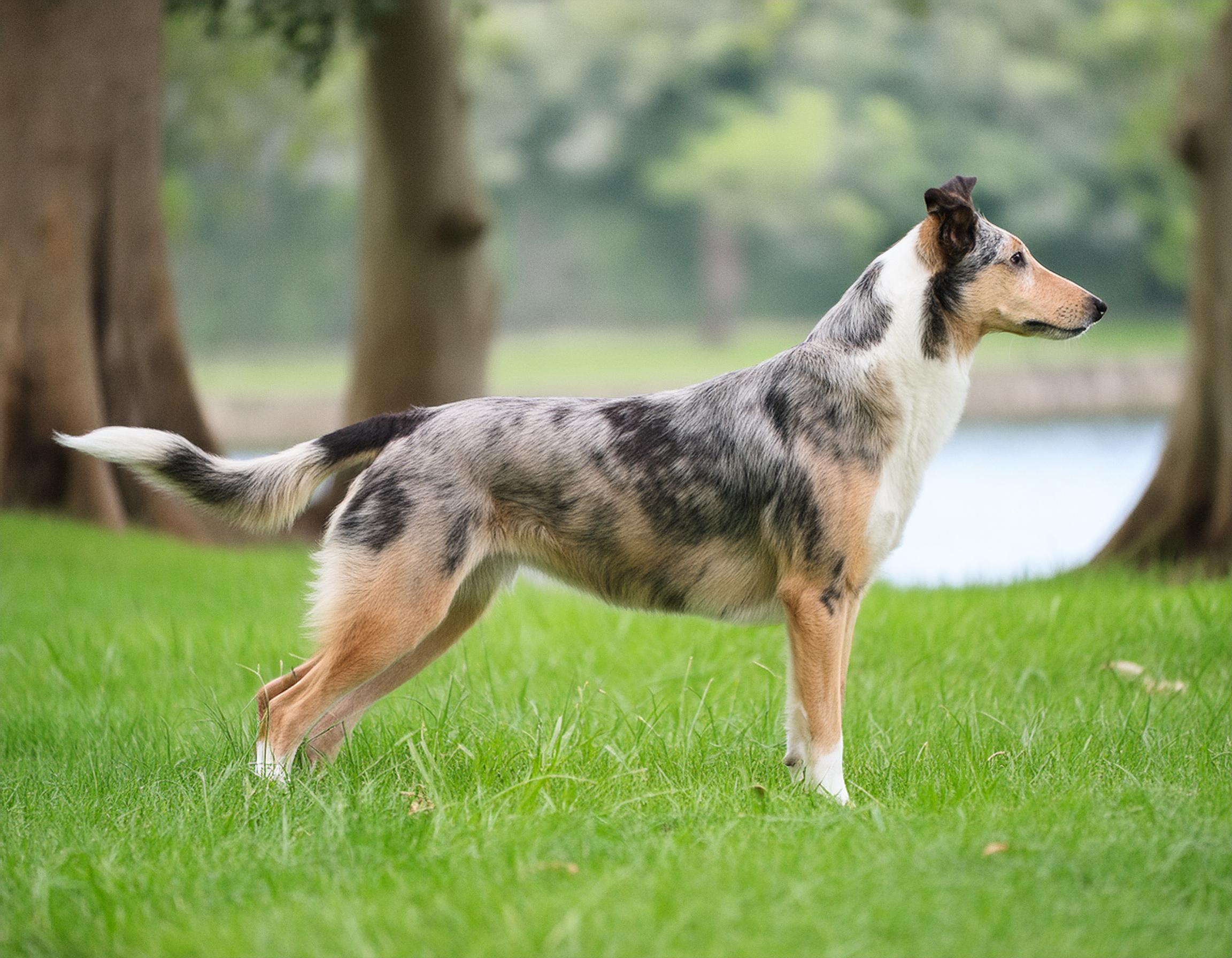 Collie, korthårig